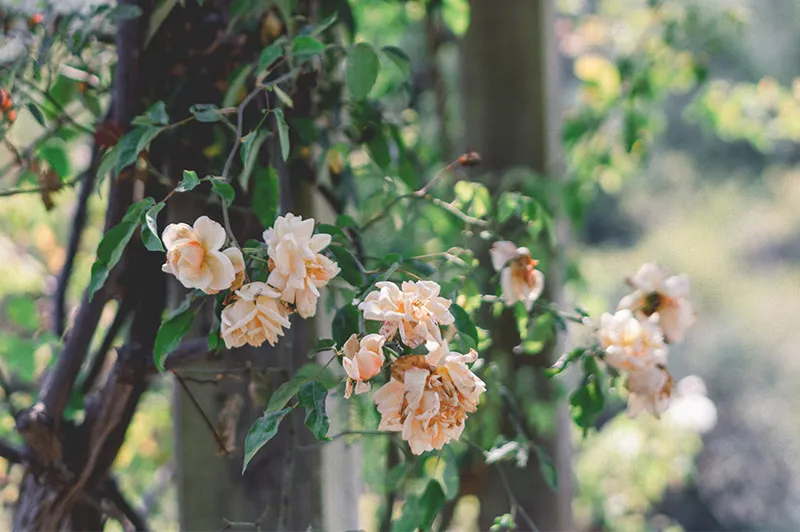 mantenimiento de jardines Sant Cugat 2